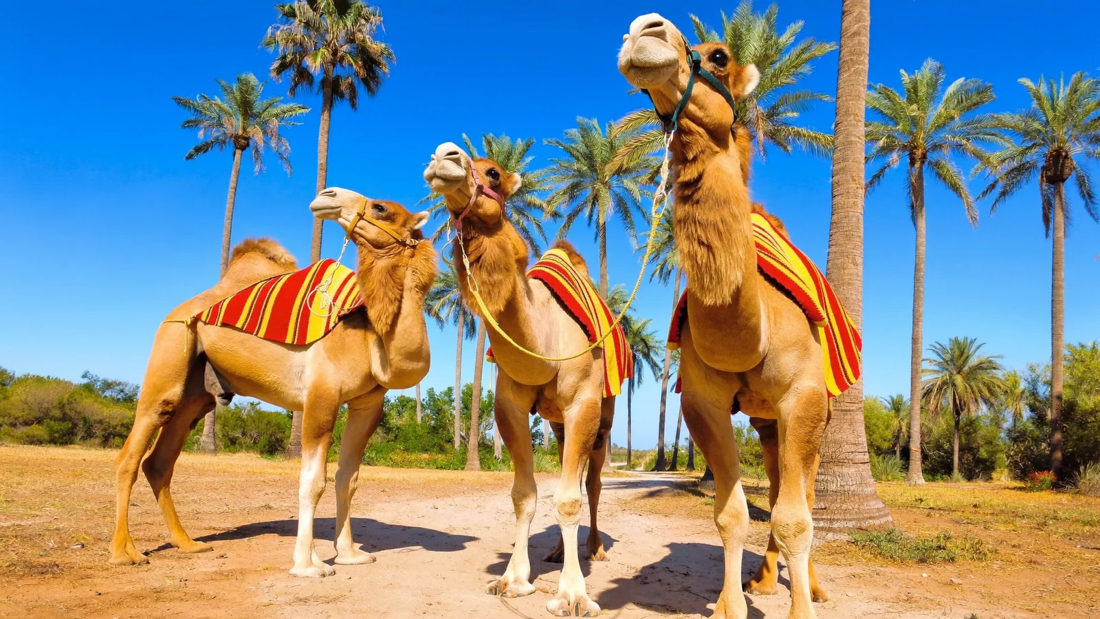 Camel Ride in Marrakech Palm Grove